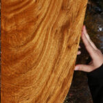 Extra Fancy Crotchwood Cerejeira Lumber