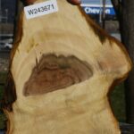 Pistachio Live Edge Slice