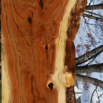 Figured Rustic Grafted Pistachio Live Edge Lumber