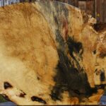 Buckeye Burl Live Edge Slice