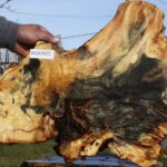 Buckeye Burl Cookie
