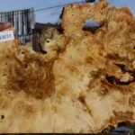 Buckeye Burl Live Edge Slice