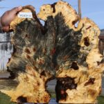 Buckeye Burl Live Edge Slice