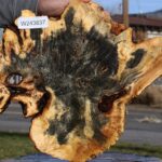 Buckeye Burl Cookie
