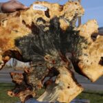 Buckeye Burl Cookie