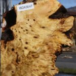 Buckeye Burl Live Edge Lumber