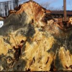 Buckeye Burl Live Edge Lumber