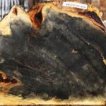 Buckeye Burl Live Edge Slice