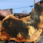 Buckeye Burl Cookie