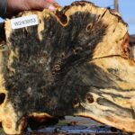 Buckeye Burl Cookie