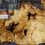 Buckeye Burl Live Edge Slice