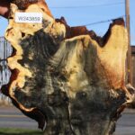 Buckeye Burl Live Edge Slice