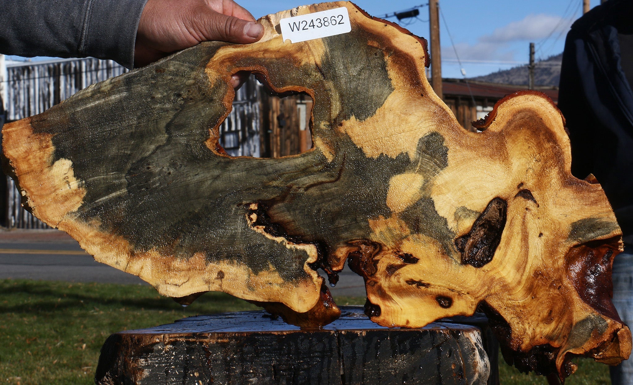 243862_1_0bdb6be4-d330-404e-b4fc-74ff920eb954 Buckeye Burl Cookie - Image 1