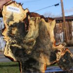 Buckeye Burl Live Edge Slice