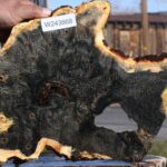 Buckeye Burl Live Edge Slice