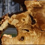 Buckeye Burl Live Edge Lumber