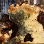 Buckeye Burl Live Edge Slice