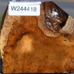 Teak Burl Live Edge Bowl Blank