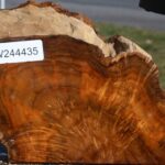 Extra Fancy Teak Live Edge Turning Blank