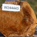 Teak Burl Live Edge Bowl Blank