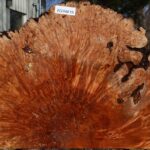 Maple Burl Live Edge Slice