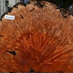Maple Burl Live Edge Slice