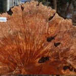 Maple Burl Live Edge Slice