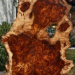 California Cottonwood Burl Cap