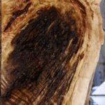 Rustic Black Cottonwood Live Edge Lumber