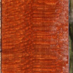 Extra Fancy Leopardwood Lumber