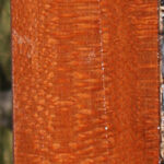 Extra Fancy Leopardwood Lumber