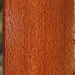 Extra Fancy Leopardwood Lumber