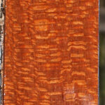 Extra Fancy Leopardwood Lumber