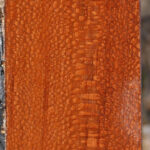 Extra Fancy Leopardwood Lumber