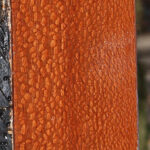 Extra Fancy Leopardwood Lumber