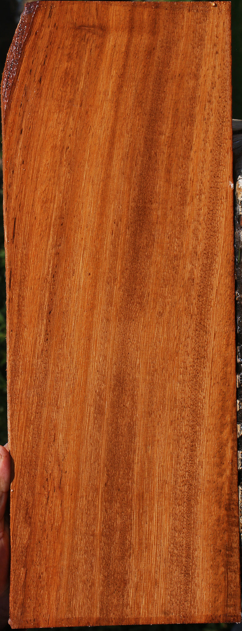 231051_1_81663302-3ab7-4183-881b-14d86c09d84e 15090623054195