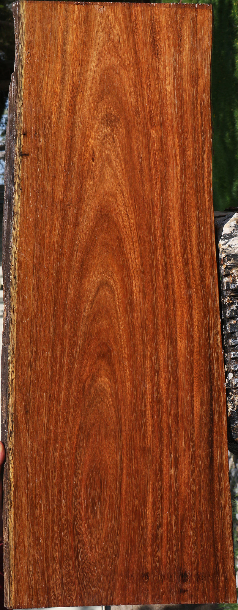 231062_1_6770b0c8-dc4b-479f-afc3-aa6a5d85ae5d 15090624594291