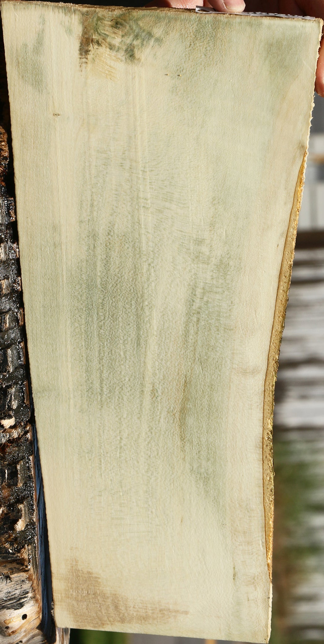 233751_1_187f8dbb-da46-42c9-a361-d0e1d95716bc 15125933752691